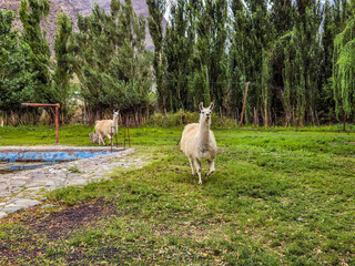 Park with Llamas in Chile
