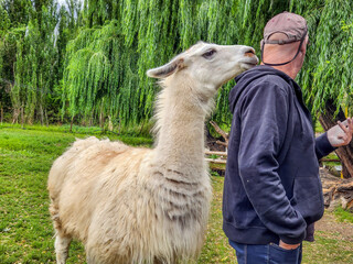 Park with Llamas in Chile
