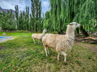 Park with Llamas in Chile