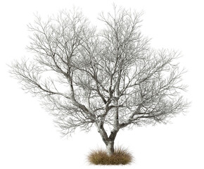 Savanna arid fields with dried tree on transparent backgrounds 3d illustrations png