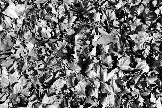 chute de feuilles de platane commun en automne en N&B 