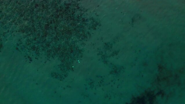 Empty sandy beach of Playa Flamenca. Aerial drone point of view green, turquoise water of Mediterranean Sea and coastline, no people, daytime. Costa Blanca, Province of Alicante. Spain. Travel concept