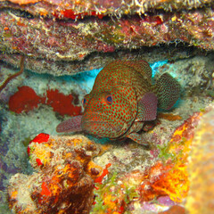 Juwelenbarsch am Riff vro Bonaire