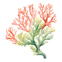 Pastel Coral Watercolor Clipart Illustration, Under the Sea Watercolor, Sealife, Oceanlife Clipart
