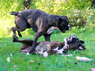 Two beautiful brindle boxer dogs are playing and jumping together outside on green grass