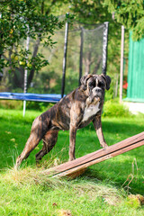 Beautiful brindle boxer dog is posing standing outside on green grass in the garden