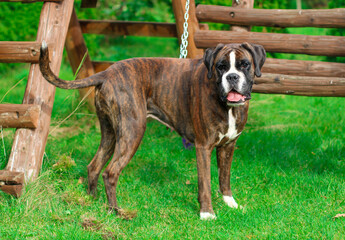 Beautiful brindle boxer dog is posing standing outside on green grass in the garden
