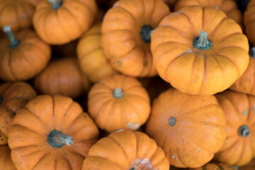 pumpkings getting ready for halloween