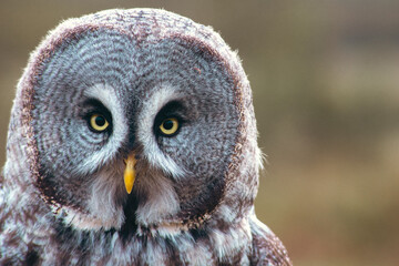Scottish Owl