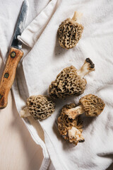 Freshly picked wild morel mushrooms.