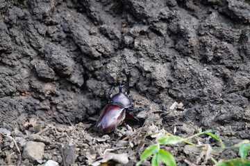 	木に登るカブトムシ