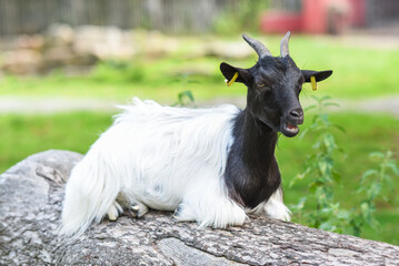 Obraz na płótnie Canvas Goat grazing in the yard in summer.