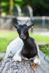 Goat grazing in the yard in summer.