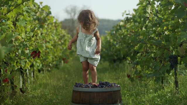 Young kid trampling or stomping grapes in vineyard. Traditional producing wine concept