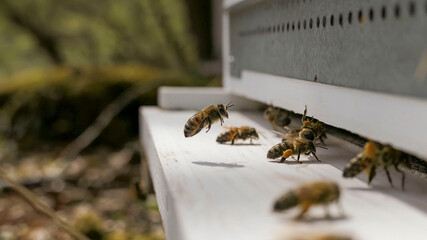 Une ruche en pleine activité en été