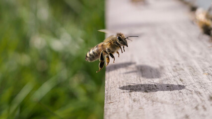 Vol d'une abeille atterrissant devant la ruche