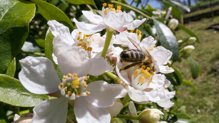 Abeille butinant un oranger du Mexique
