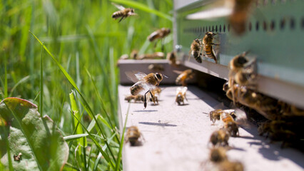 Vol d'un faux bourdon &agrave; l'entr&eacute;e de la ruche