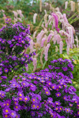 Obraz premium Stunning perennial autumn flowering violet purple aster flowers. Photographed on a sunny day in September at RHS Wisley garden, Surrey UK. 