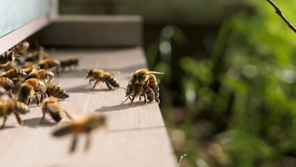 Combat d'abeilles devant l'entr&eacute;e de la ruche