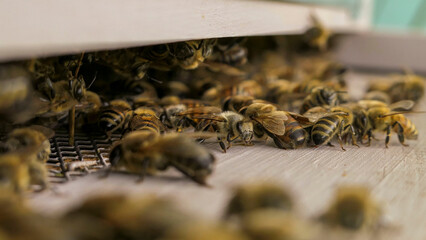 Circulation encombr&eacute;e &agrave; l'entr&eacute;e de la ruche
