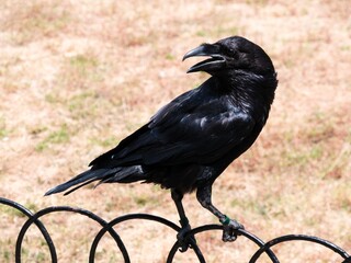 black raven perched on a fence looking back symbol of the tower of london