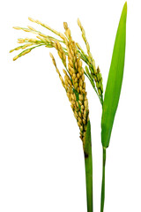 Golden paddy rice with green blade leaf isolated on transparent background. PNG transparency
