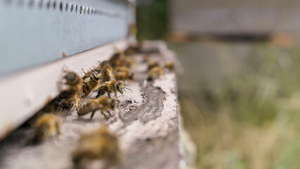 Abeilles gardiennes devant la ruche