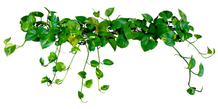 Hanging plant Devil's ivy or golden pothos heart-shaped leaves isolated on transparent background. PNG transparency - Powered by Adobe