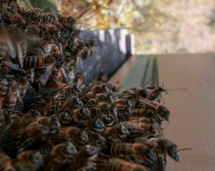 abeilles en grappe devant l'entr&eacute;e de la ruche