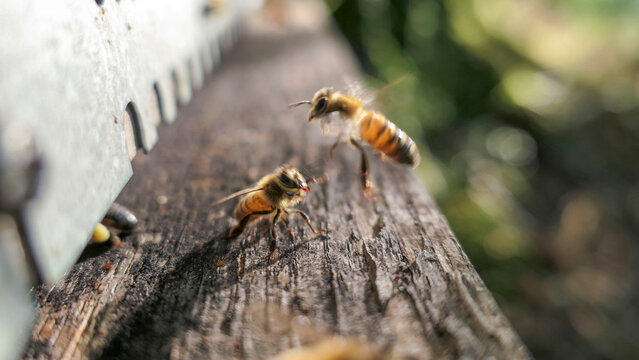 Vol de butineuse &agrave; l'entr&eacute;e de la ruche