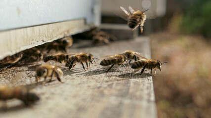 Abeilles devant la ruche