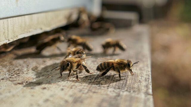 Abeilles gardiennes devant l'entr&eacute;e de la ruche
