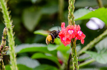 Bumblebee