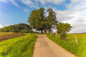 Ein Weg gabelt sich vor einem Baum.