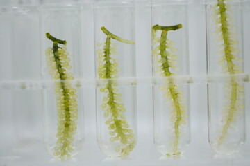Naklejka premium Grape algae in a culture dish on a white background. Seafood development and research A female researcher is studying the cleanliness of grape algae. Grape algae isolated on white background.