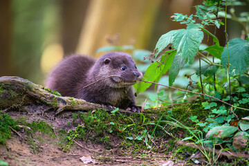 A river otter rests on a forest stream.
