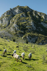 Fototapeta premium A flock of sheep in the Spanish countryside on a farm at the Lagos de Covadonga. This animal filled landscape has large mountains and lakes around the green meadows and bushes. Fairy tale dreamy place