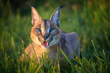 A caracal lies in the grass at sunrise in the morning dew.