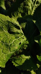 leaf with water drops