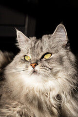 Naklejka na ściany i meble portrait of a beautiful gray masquerade cat with yellow eyes.Fluffy pet on hard sunlight.