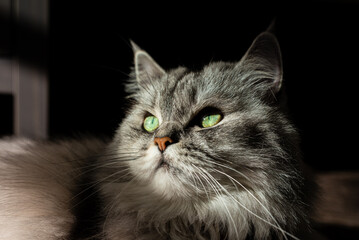Silver cat with independent expression on face is lying on wooden floor. Fluffy pet on hard sunlight.