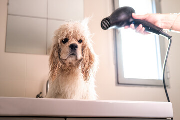 Woman drying the hair of an American Cocker Spaniel in an apartment bathroom after bathing and...