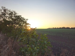 A field of crops with a sunset
