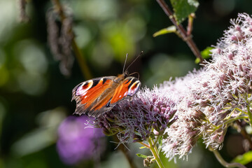 Butterfly Inachis, Paon du Jour, Peacock