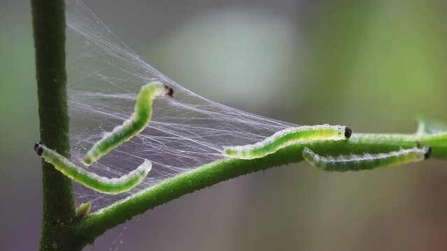  Leaf roller caterpillars (Sylepta derogata) on a plant