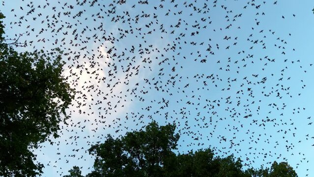 Massive bird flock taking flight from a tree