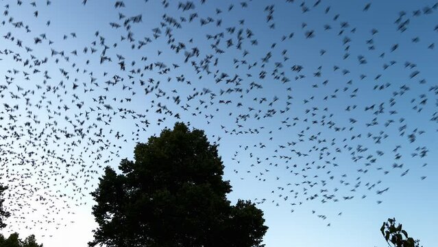 Avian spectacle: Huge flock of birds launching into the sky