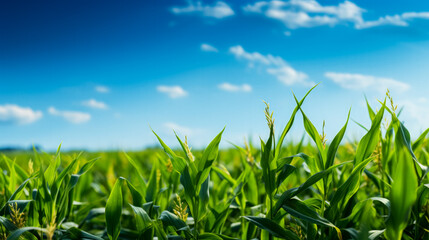 Obraz premium Farm field with biofuel crops growing background with empty space for text 