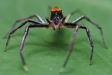 Jumping spider Epeus glorius looking at camera - 654404227